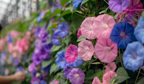 Les différentes nuances de l'ipomée pourpre : découvrez les variétés et couleurs pour égayer votre jardin